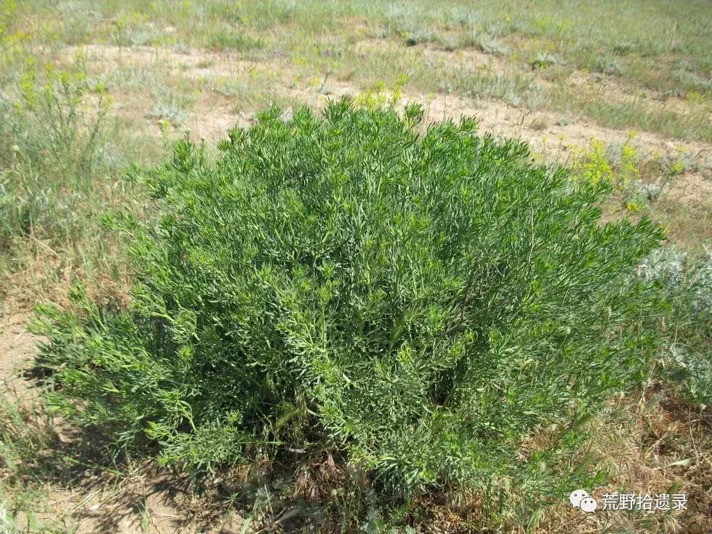 改变世界的植物：骆驼蓬PeganumharmalaL.