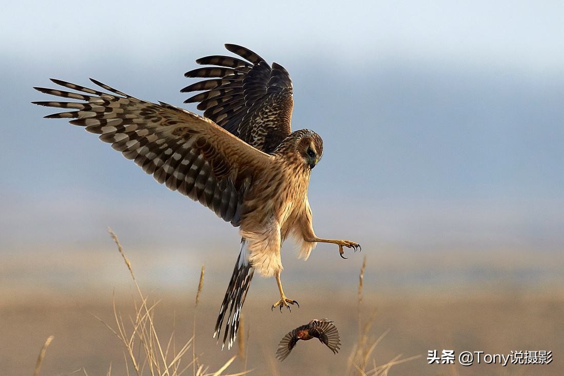 深度揭秘拍摄鸟类,如何拍鸟这些鸟类摄影技巧要学会