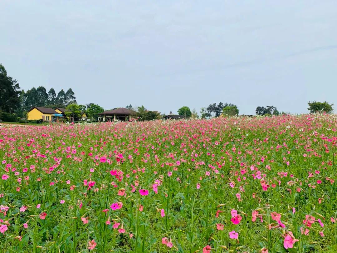 五一花海门票特惠团购,五一花海门票免费送