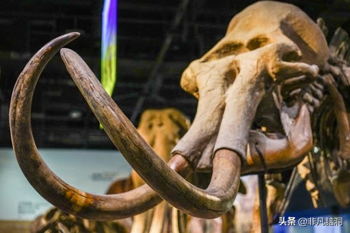 已灭绝四万年的猛犸象，人类祖先曾和猛犸象生死决斗