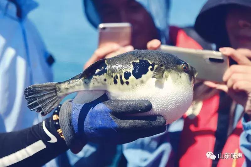东楮岛海草房全景,东楮岛渔村海草房介绍