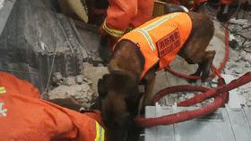 一只叫贝贝的斑点狗,有一只狗叫贝贝视频