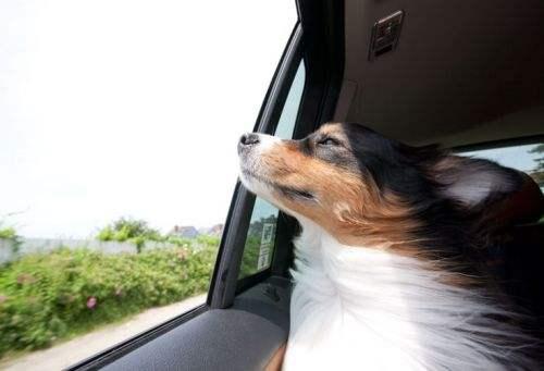 狗狗晕车怎么办最有效方法,狗狗晕车怎么克服