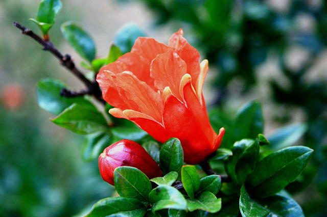 各个城市的市花中国城市市花大全,中国各个城市市花大全