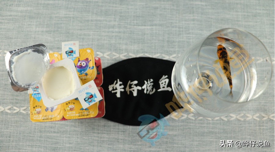 养鱼不死鱼的三个绝招技巧,养鱼不死鱼的三个绝招新手