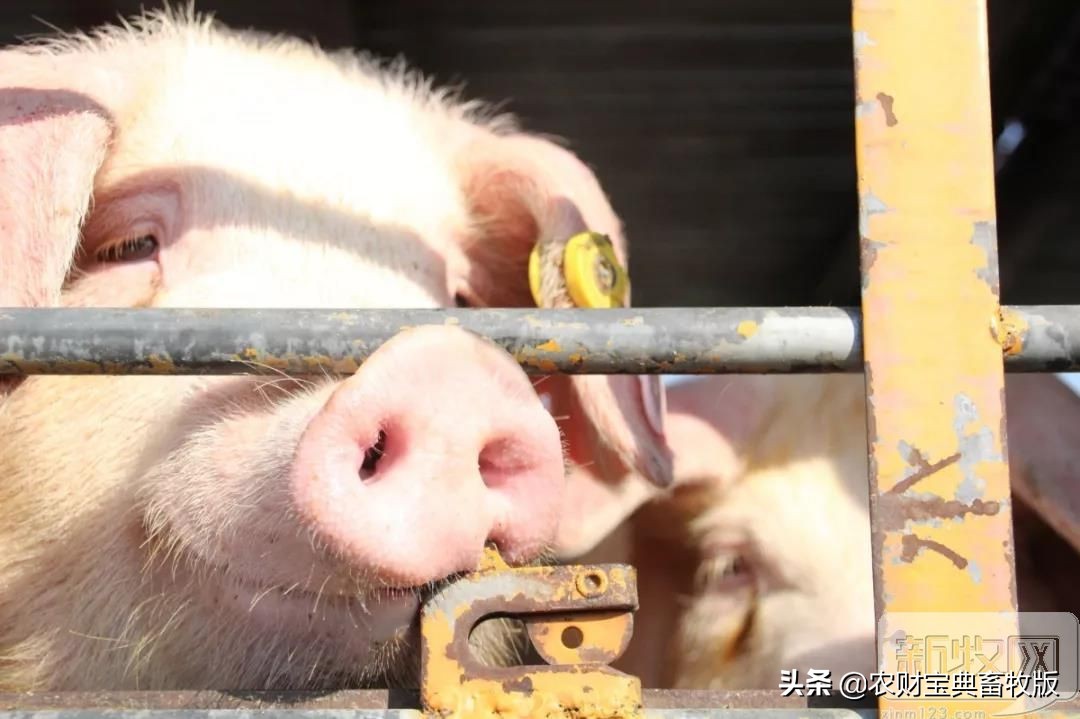 买猪肉看过来,猪场买猪全过程