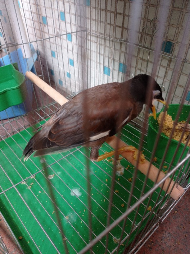 家里添了一个新成员,三百元进手的海南八哥