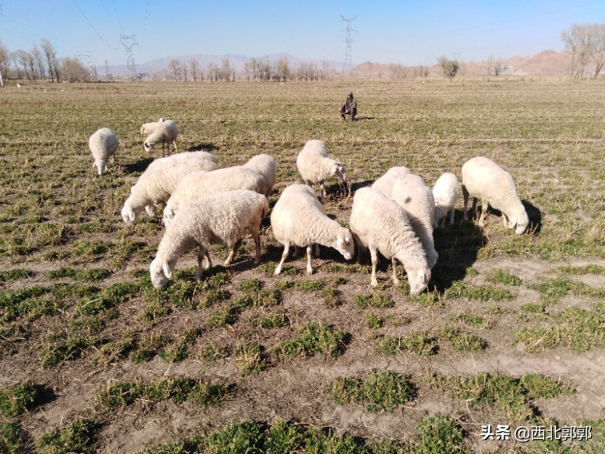 产羊有死胎不下胎盘怎么办,产羊胎衣不下表现