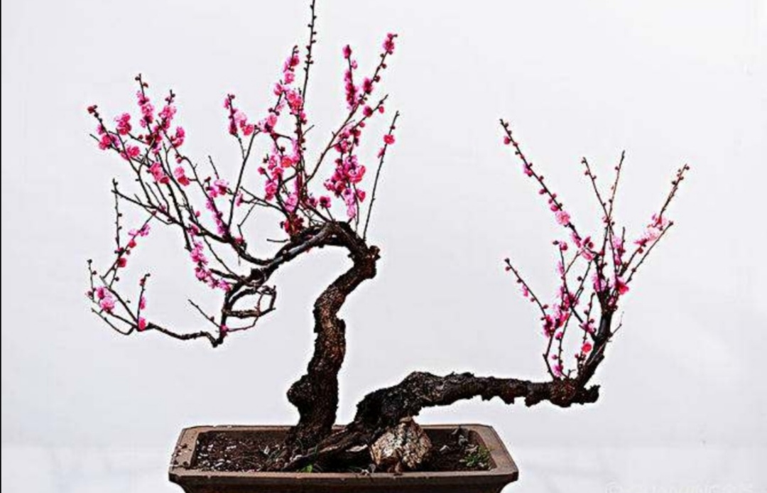 梅花开花少、不开花，应注重5个细节，春节前后就能开花满枝