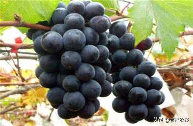 巨峰葡萄种植技术和管理,巨峰葡萄栽培技术全过程