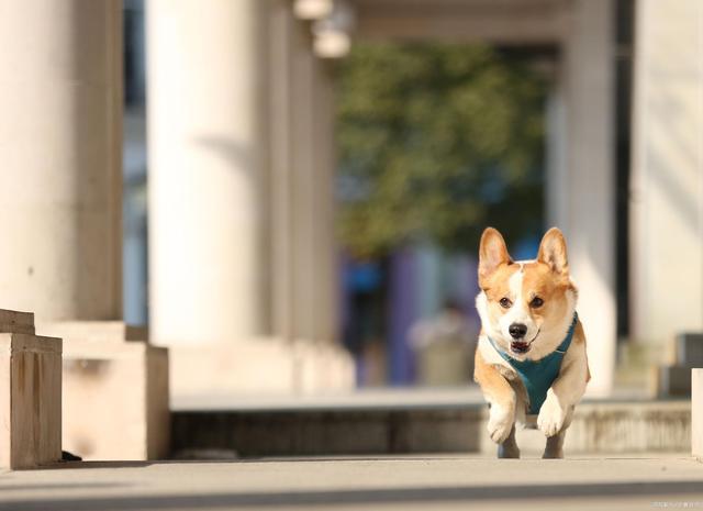 柯基怎么养漂亮,柯基断尾对柯基有什么好处