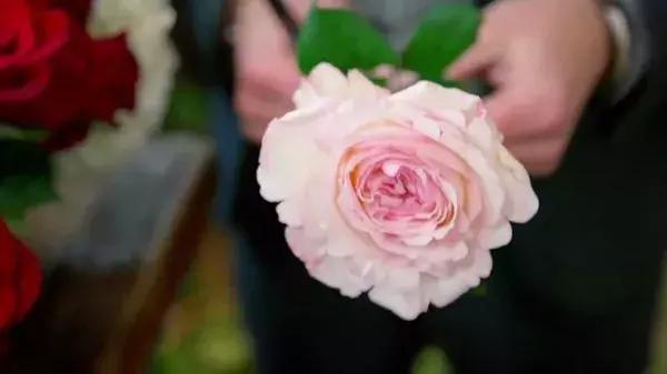 世界最大鲜花市场的销售全过程,全球最大的鲜花交易市场排名第一