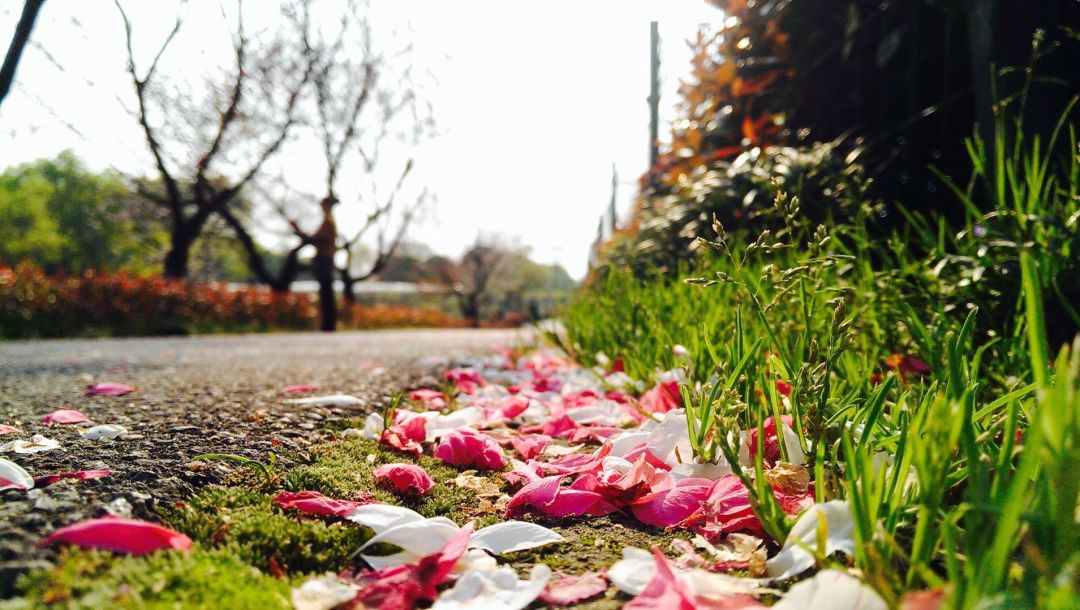 “我还没见过有那个城市的春天，能比武汉还美！”