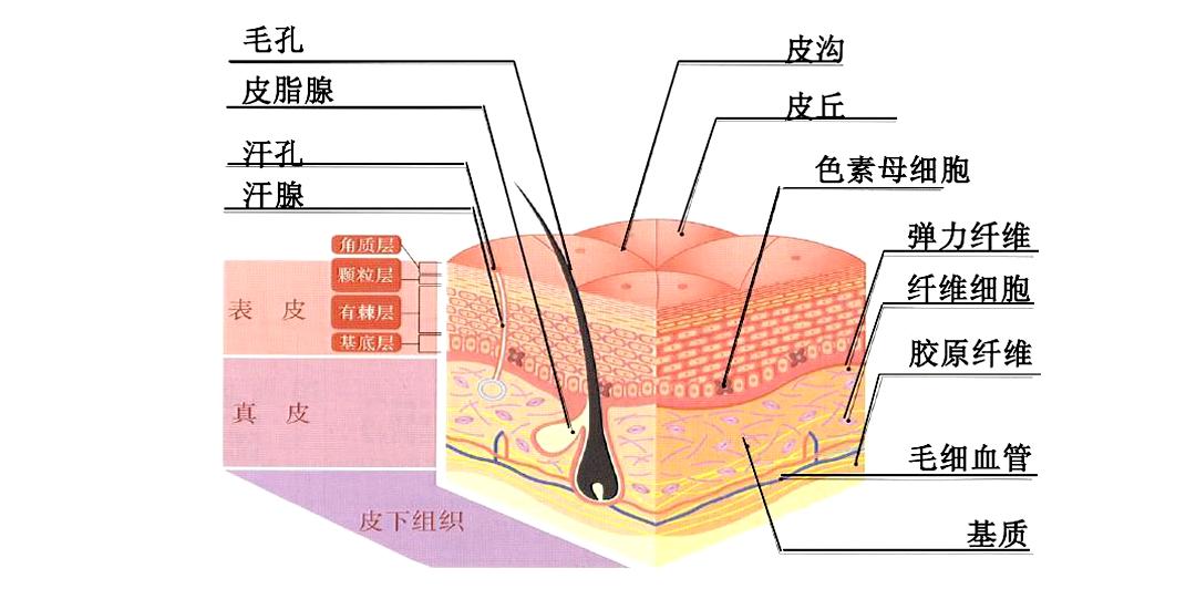 面膜真的有用吗有科学依据么知乎,敷面膜真的有很大作用吗