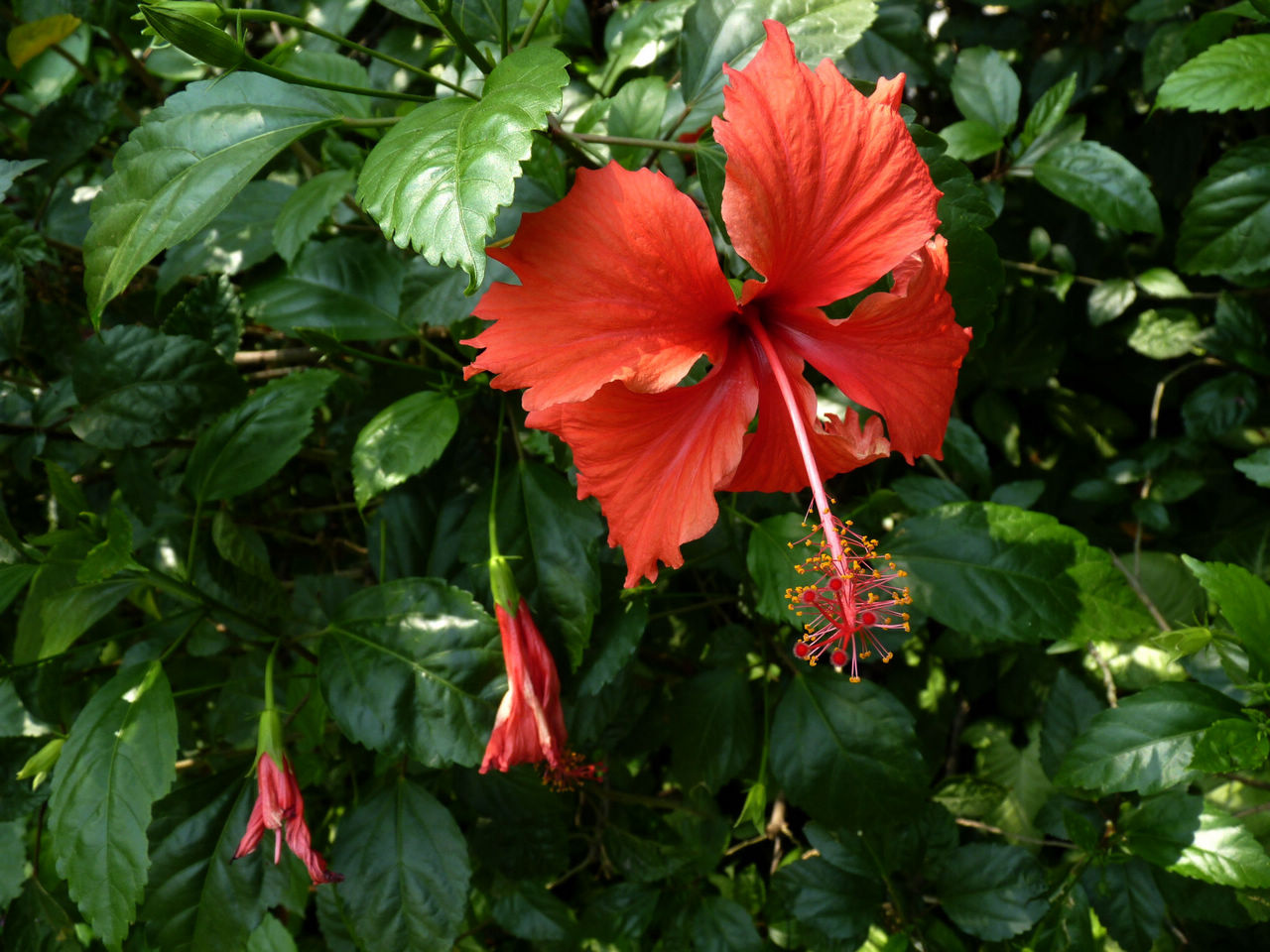 绿化带常见植物名称及图片,100种绿化带或路边常见的花草