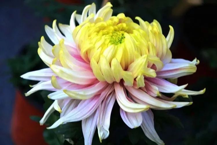 花中四君子菊花,花中四君子菊花的简介