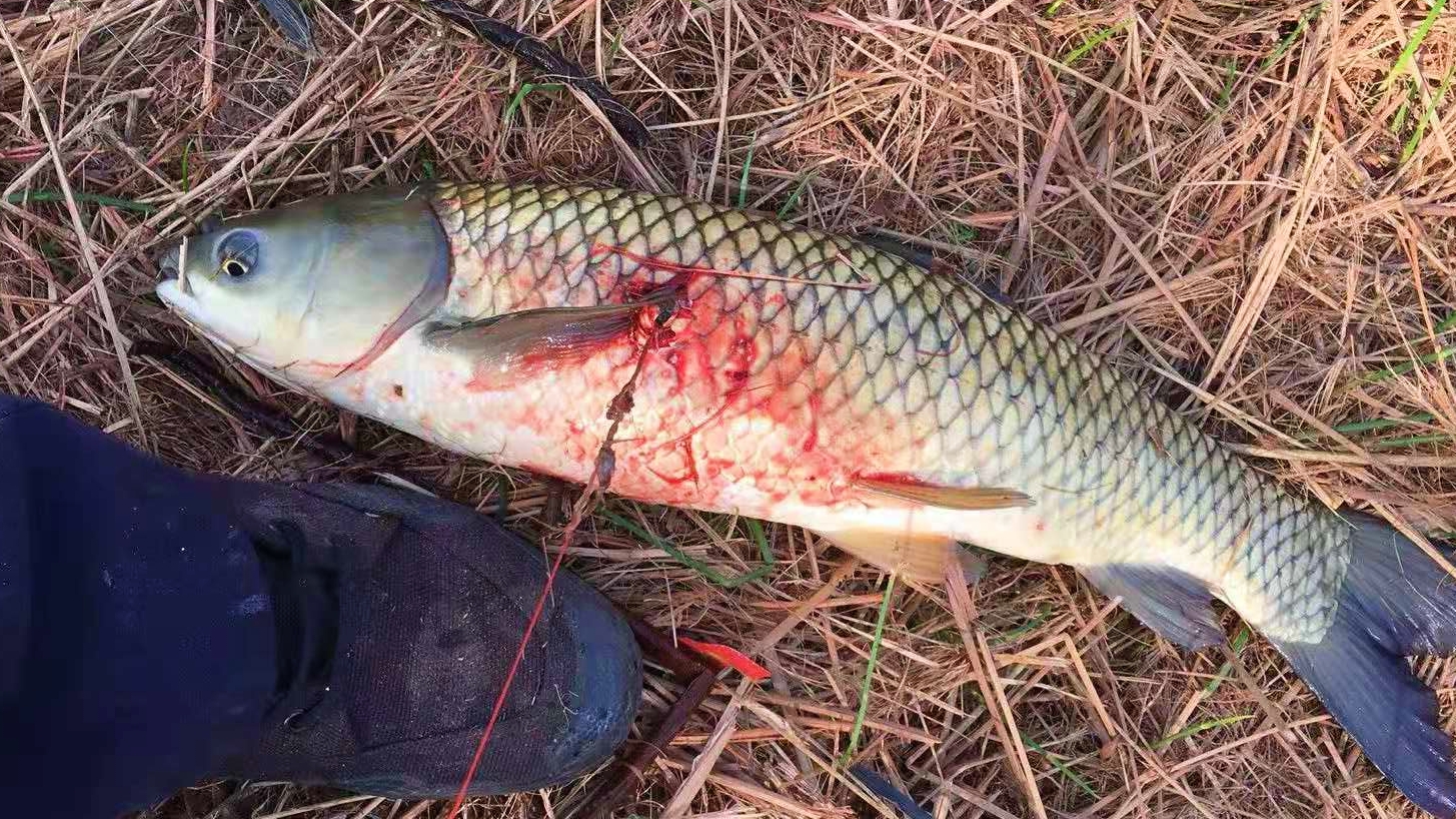 科技改变生活还可以改变钓鱼,可视锚鱼什么时候开始变成违法的