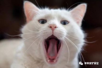 被猫抓了怎么办?:与其担心狂犬病,不如注意猫抓热