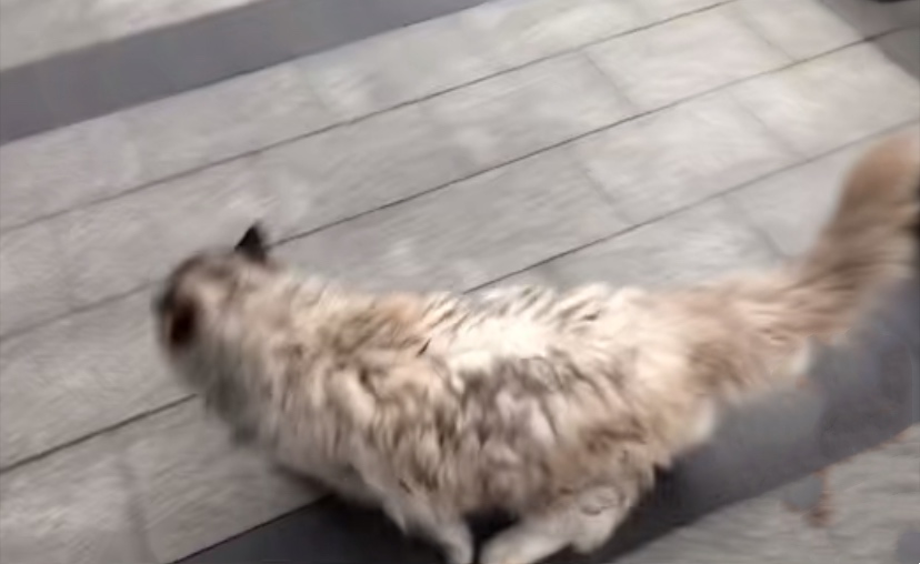 下水道里的猫，向好心人招手，从此改变了猫生