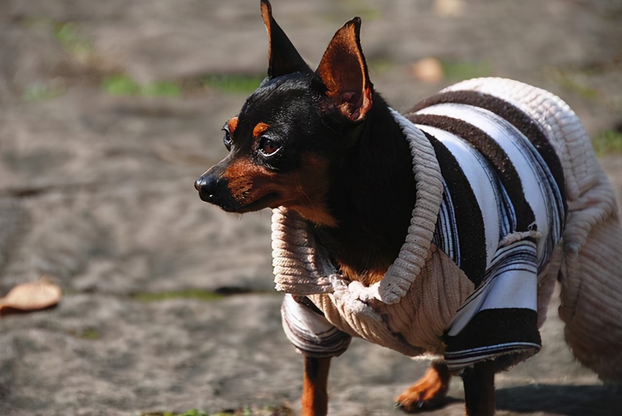 小鹿犬的训练方法,如何训练6个月的小鹿犬