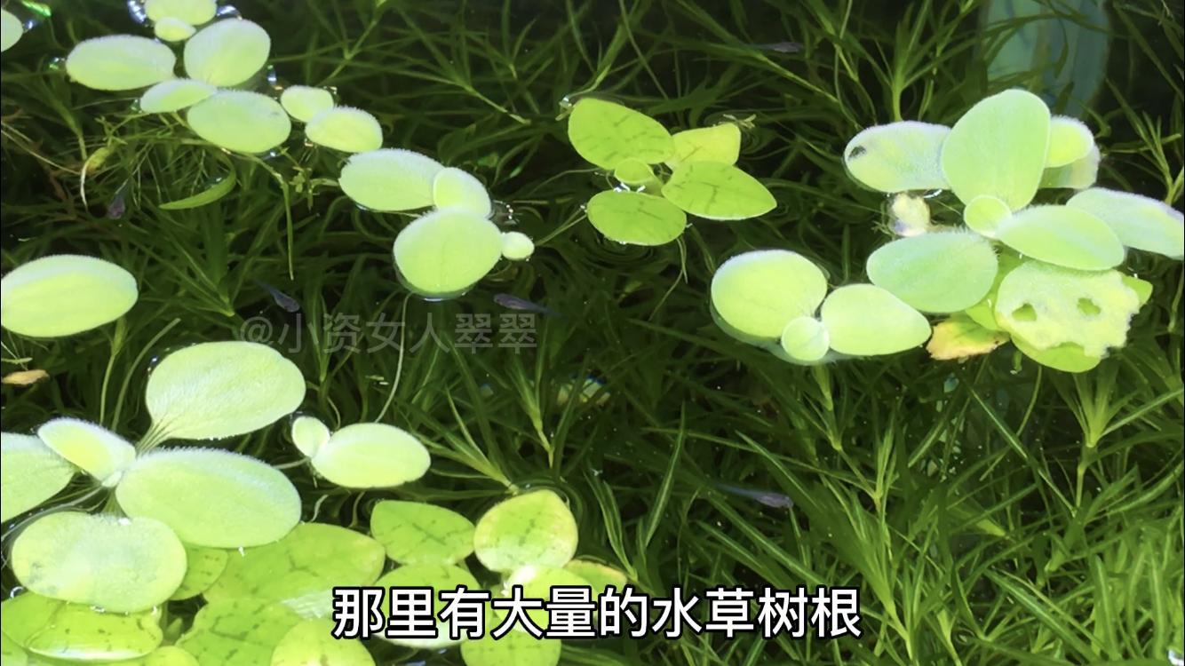 母鱼生产要注意什么,母鱼生完鱼苗需要隔离多久