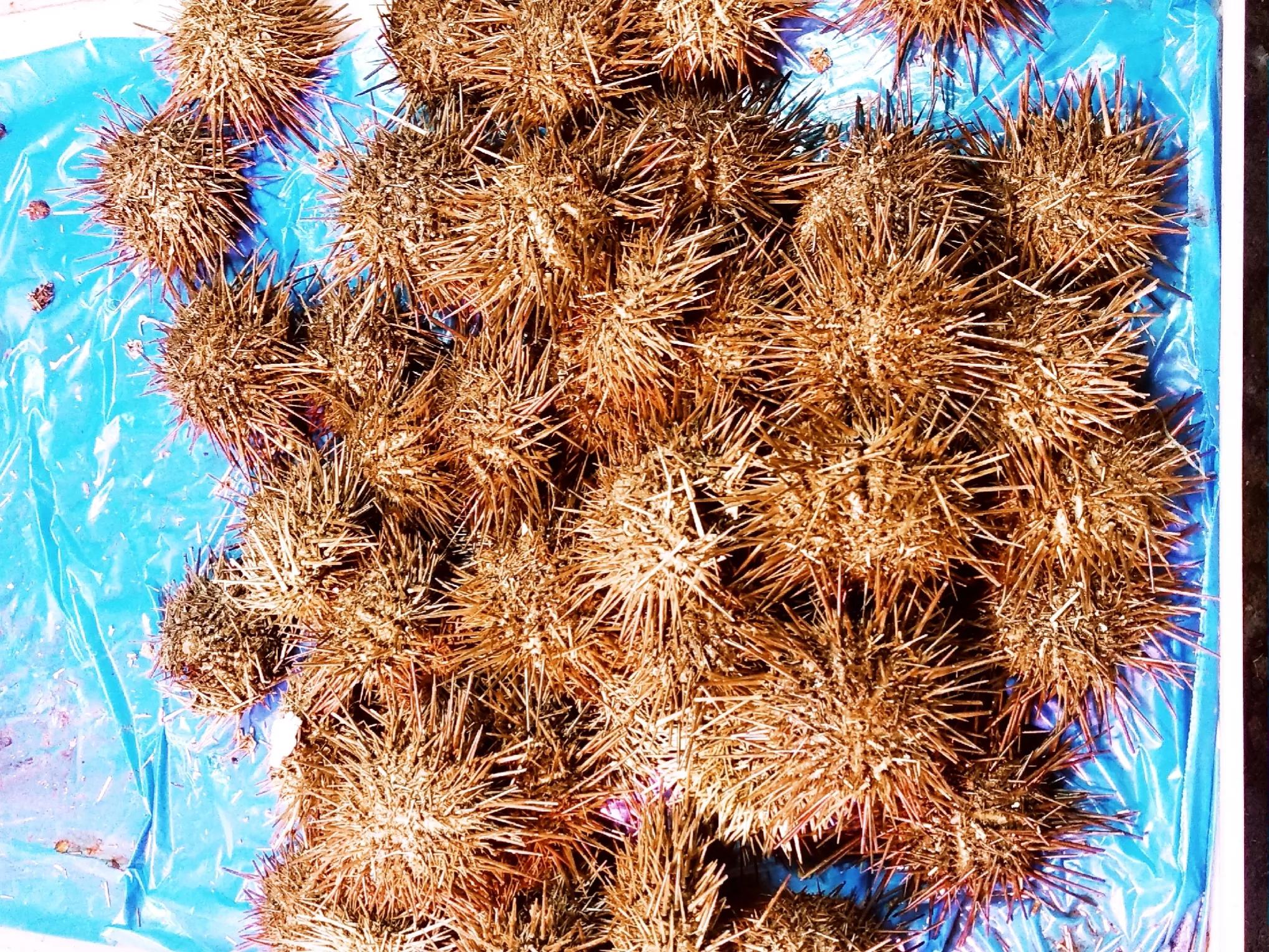 大连最好吃的海鲜品种,大连十大海鲜排名