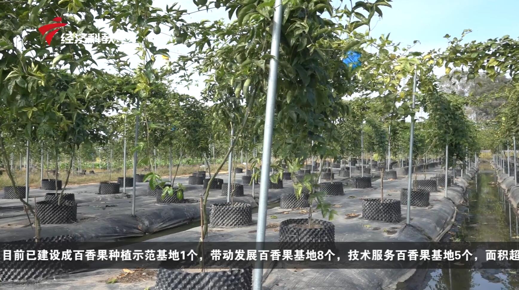 龙景农业,广东新闻联播经济社会发展