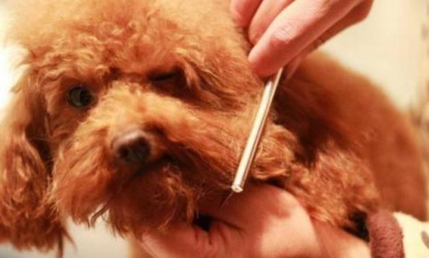 如何给泰迪犬洗澡,泰迪犬洗澡的正确方法