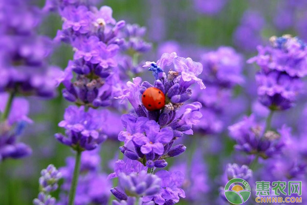 薰衣草种子怎么挑选？育苗方法有哪些？