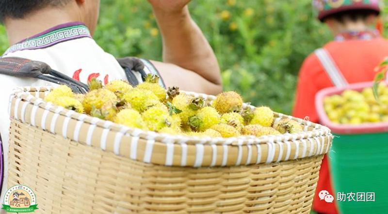 助农团团花溪直播,刺梨原汁精品