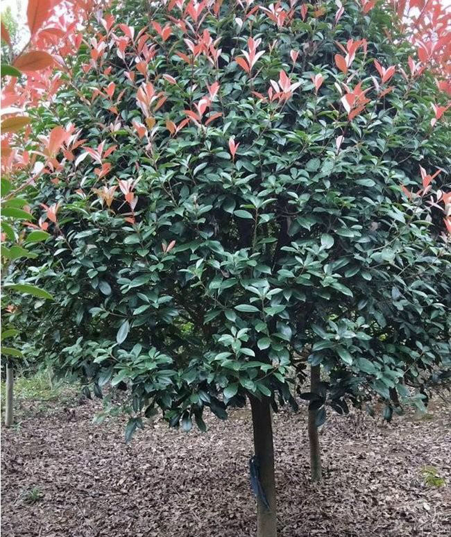 红叶石楠球怎么修剪,红叶石楠球的冬季修剪方法