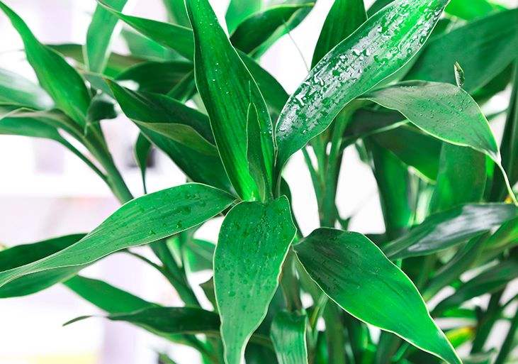 水培富贵竹子烂根,水培富贵竹叶子有点黄怎么办