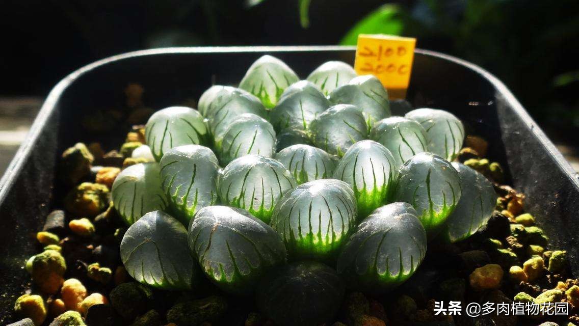 玉露如何叶片饱满,如何把玉露养得晶莹剔透饱满