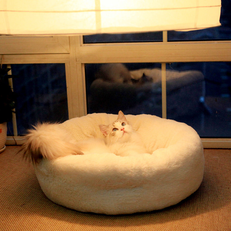 犬羊奶粉和猫羊奶粉,猫的羊奶粉哪个牌子好