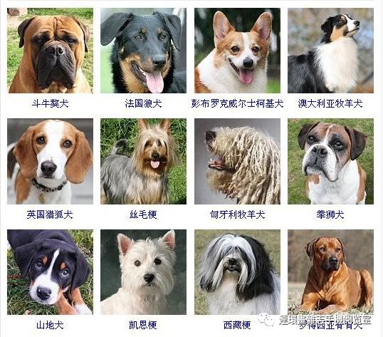 狗狗品种大全卡斯罗,雪纳瑞