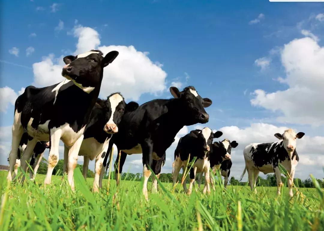 科迪乳业虚构近9成利润被罚60万,科迪乳业最新重组信息