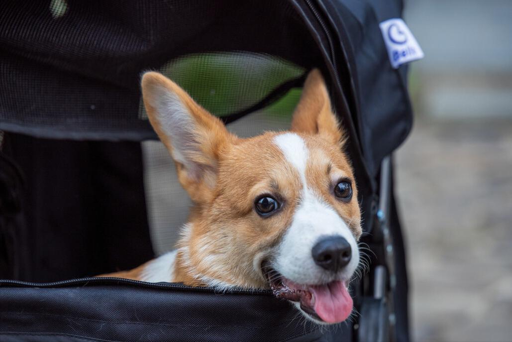 柯基便便黑色怎么回事,柯基便便干怎么办