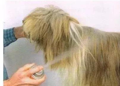 长毛犬如何让毛不打结,长毛犬打理视频