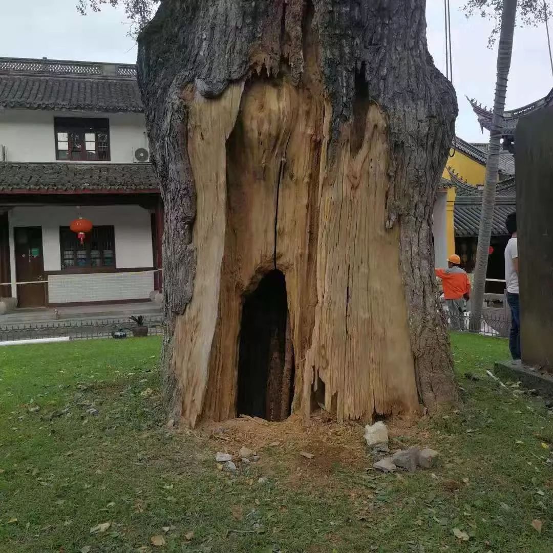 人的烦恼树也有!雪窦寺千年银杏夫妻树患上“脱发症”!专家会诊,CT、微创、整形全上了