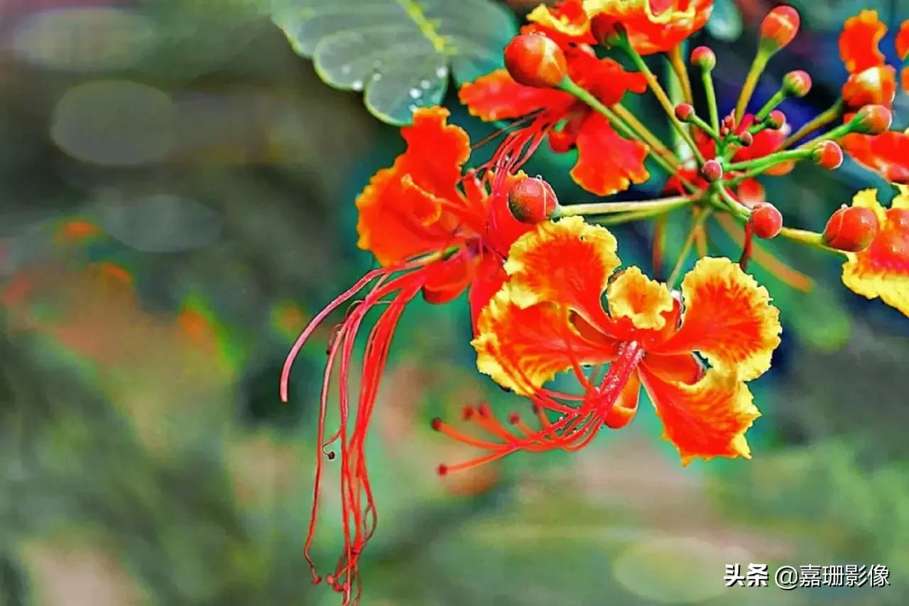 看看花容，听听花语2020年我镜头里的百种花卉