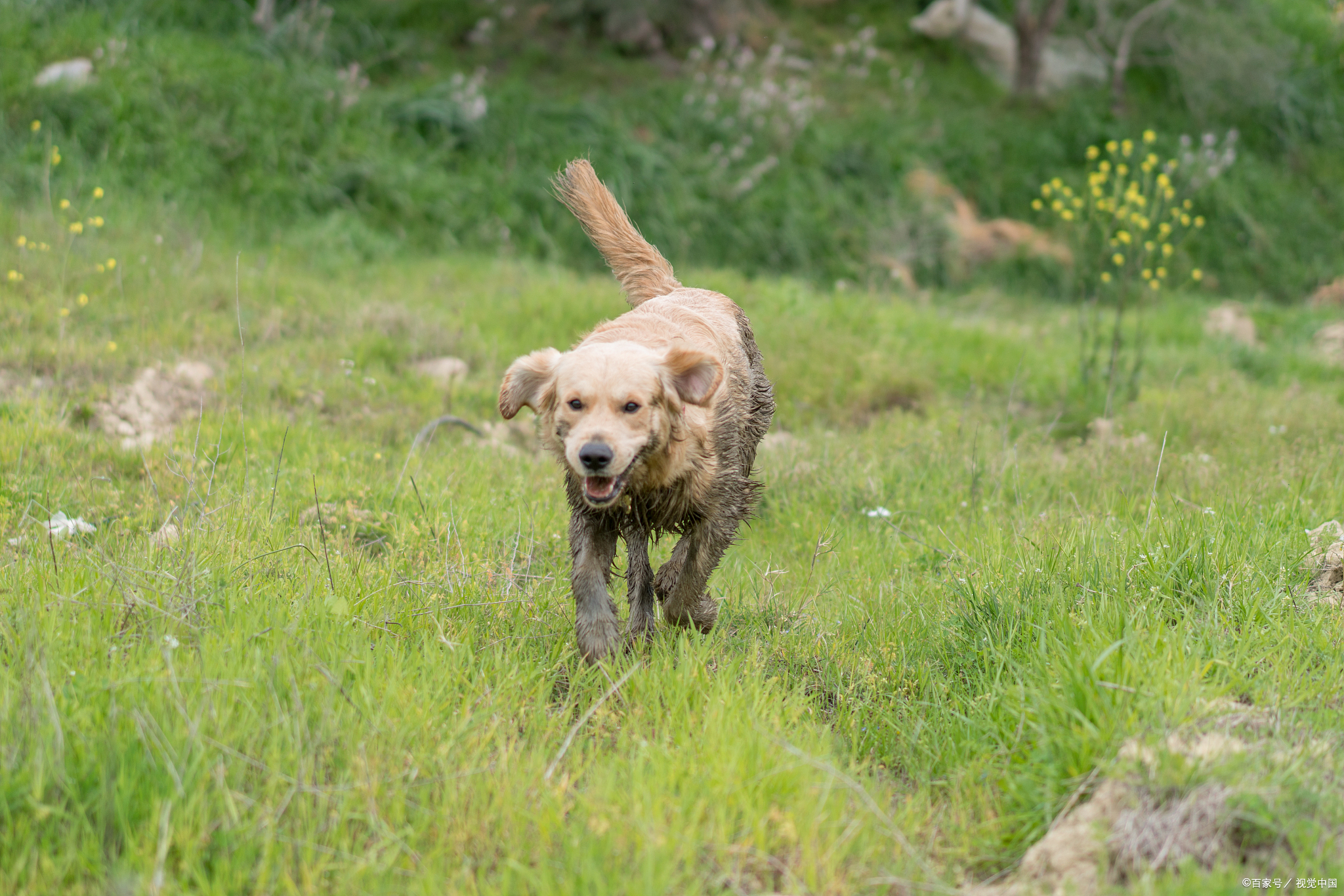 金毛适合怎么样的人养,金毛怎样才是纯种金毛