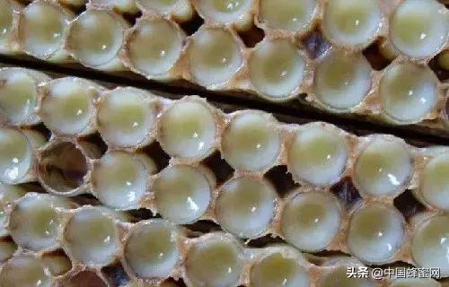 多少钱一斤的蜂王浆比较靠谱,蜂王浆多少钱一斤合理