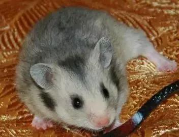 仓鼠种类短毛,仓鼠科普常见仓鼠种类