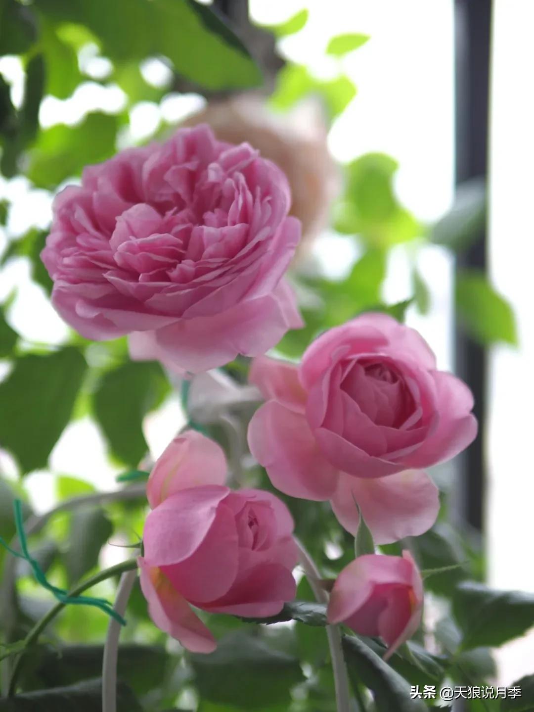 月季春季第一波花要不要剪,月季春季第一波花开后嫁接