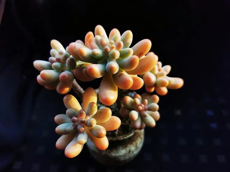 多肉砍头的怎么养,多肉怎么砍头才能爆发