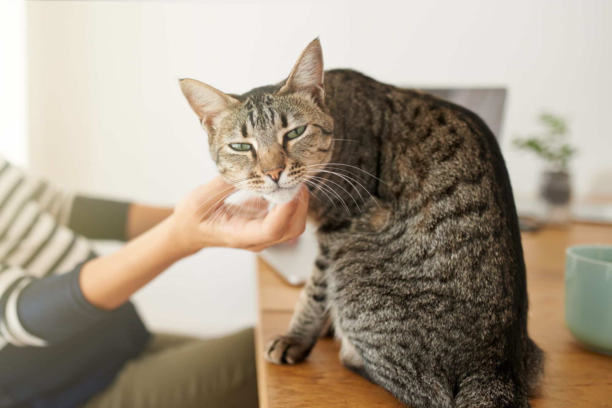如果猫咪总是喵喵叫怎么办,猫咪经常喵喵叫