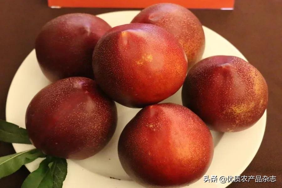 什么种类的黄桃最好吃又甜,鲜食黄桃品种哪个最好吃