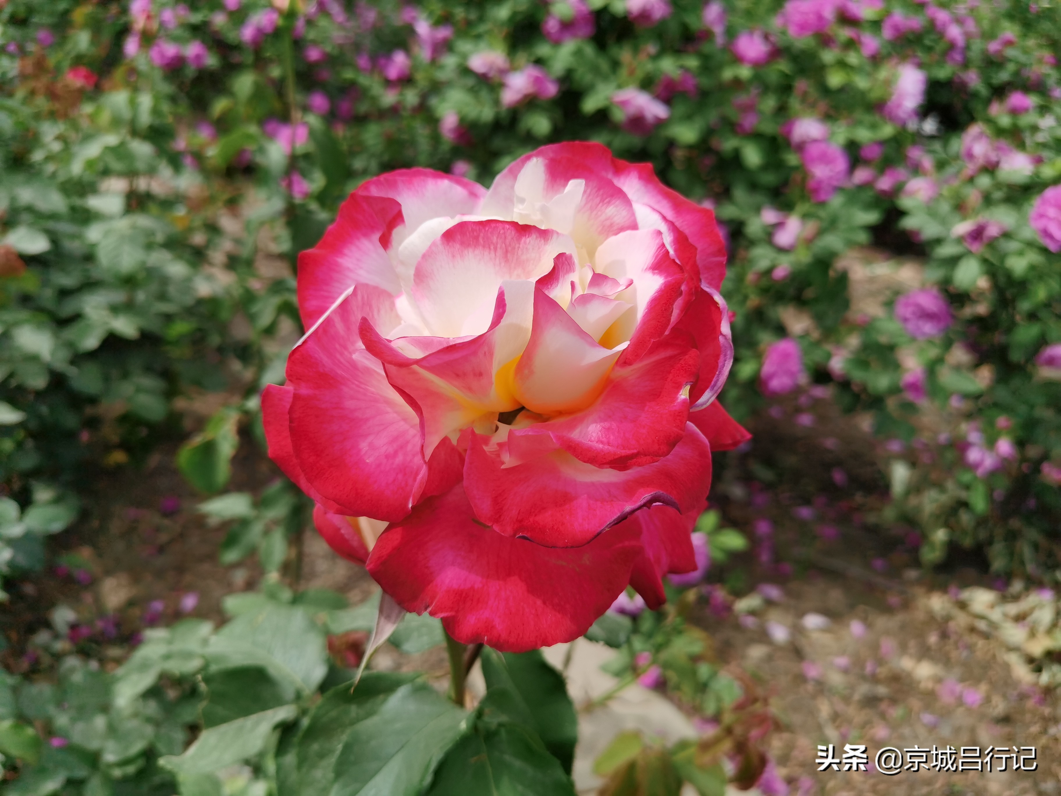 公园拍摄的月季花图片,在公园拍的牡丹花