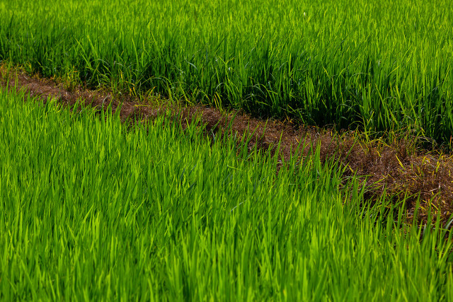 “秋后是涝是旱，就看六月二十三”，2021年秋后年景怎么样？