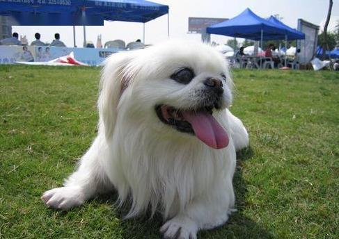 京巴狗为什么不流行了,京巴犬的优点和缺点